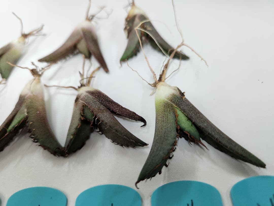 アガベ　オテロイ　コンパクト　compact ジェレミー産　子株