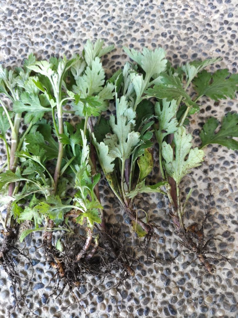 菊苗 冬至芽6本