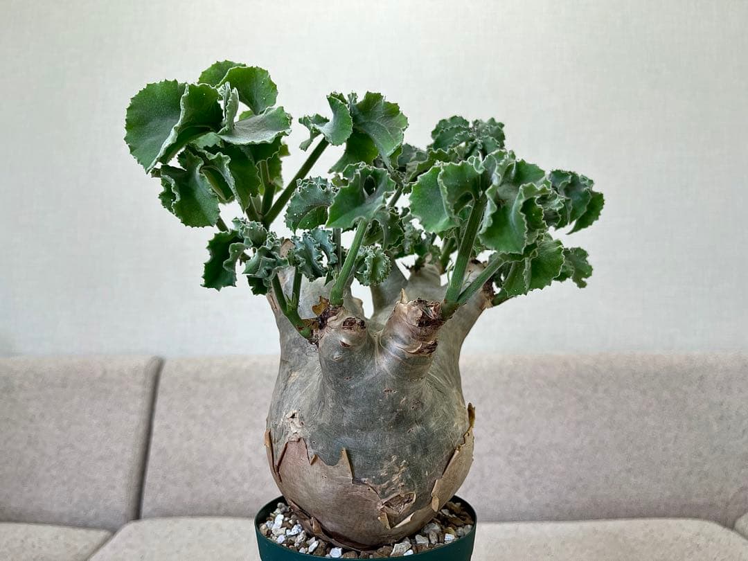 キフォステンマ マクロプス 良形