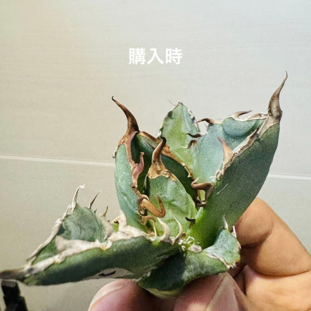 アガベ　チタノタ　白鯨　検）シーザー　ハデス　オアハカ　ブラックアンドブルー