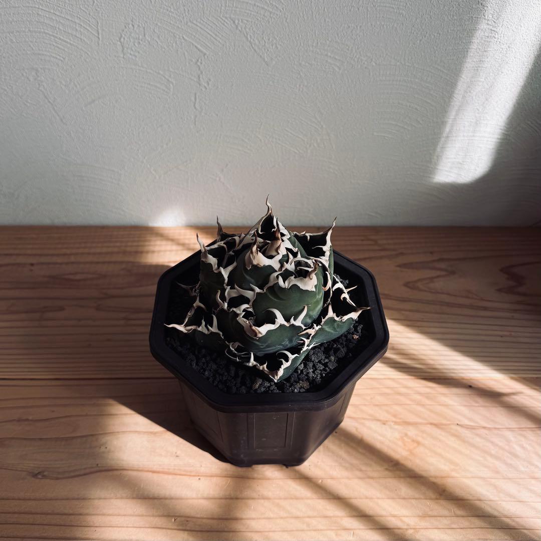 アガベ　チタノタ　白鯨　検）シーザー　ハデス　オアハカ　ブラックアンドブルー