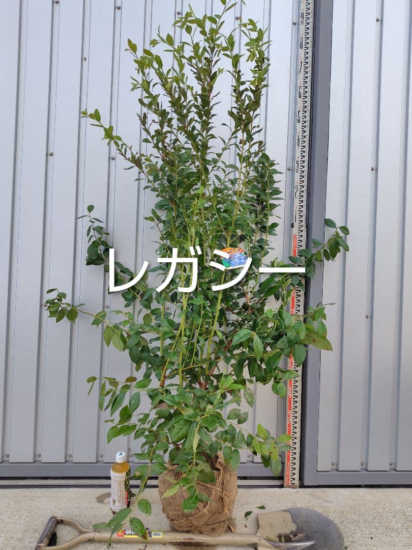 ブルーベリー苗チャンドラー＆レガシー大苗2本セット