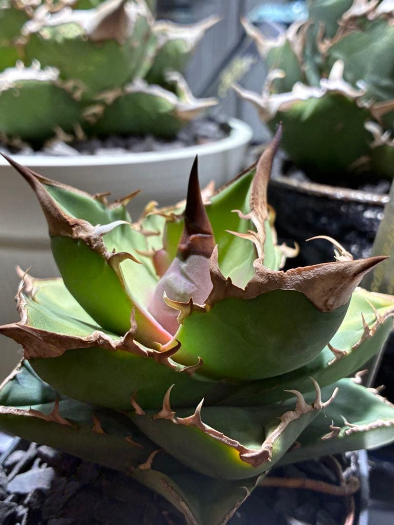 アガベ チタノタ　白犀牛　トリケラトプス