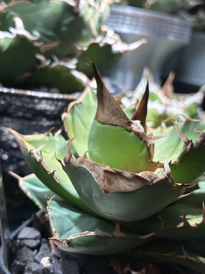 アガベ チタノタ　白犀牛　トリケラトプス