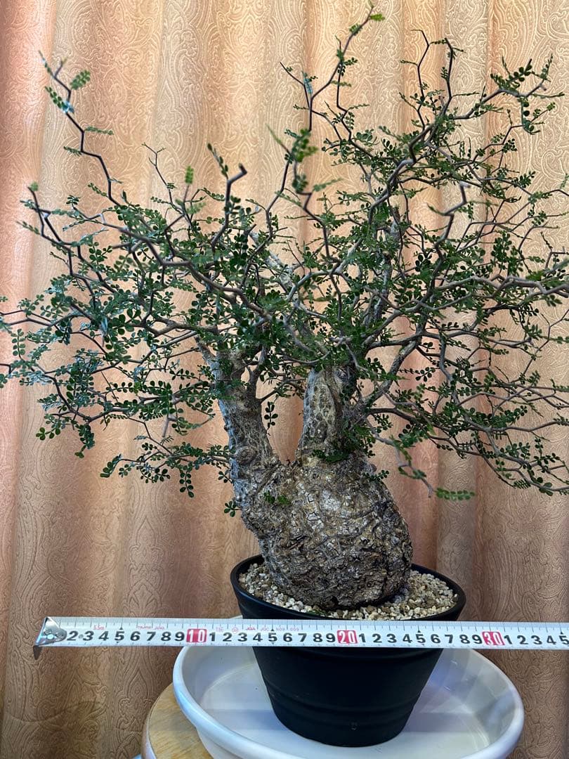 オペルクリカリア パキプス Operculicarya　Pachypus