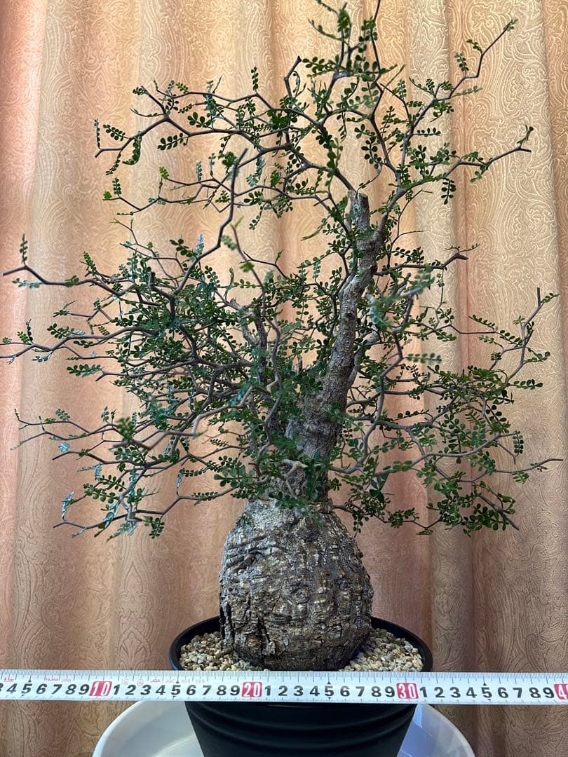 オペルクリカリア パキプス Operculicarya　Pachypus