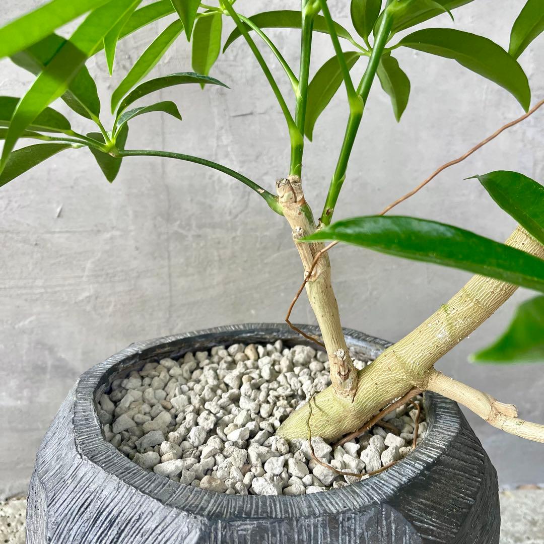 大型　シェフレラ　アンガスティフォリア　S字仕立て　陶器鉢　植え込み発送