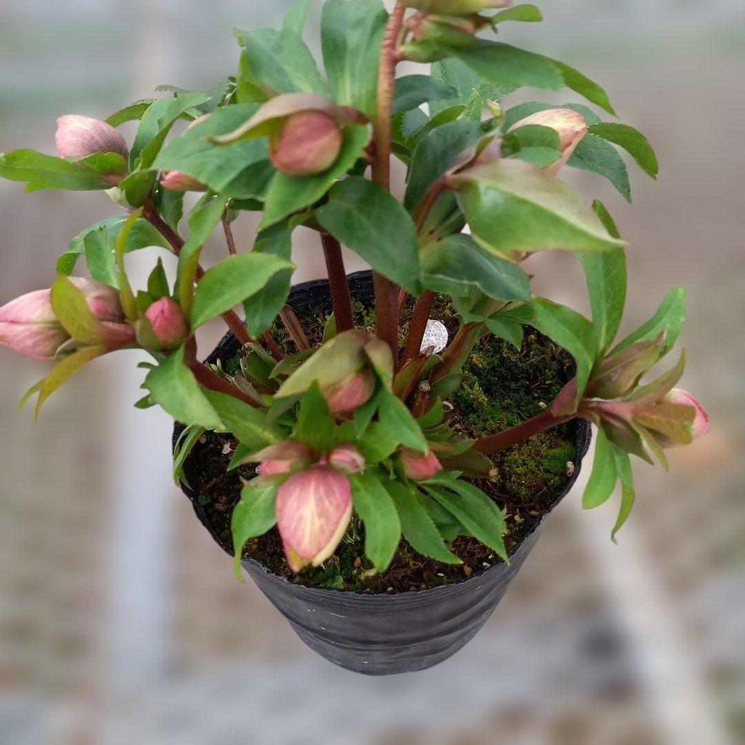 溢れるつぼみ！癒し系♪フリンジピコティ♪クリスマスローズ、大苗、開花株