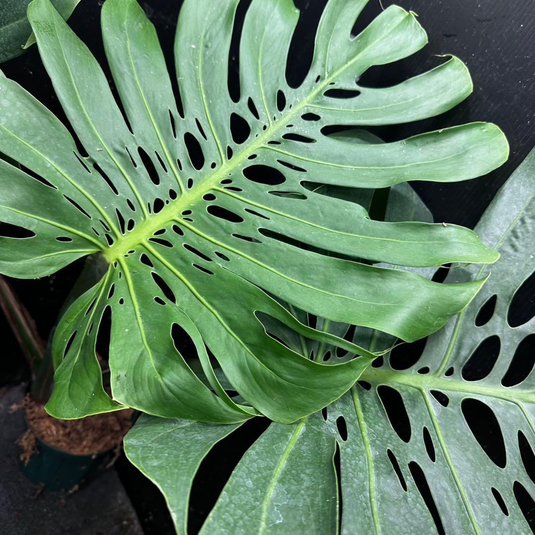 た*き様 モンステラデリシオーサマクロコズム超希少系統鉢植え