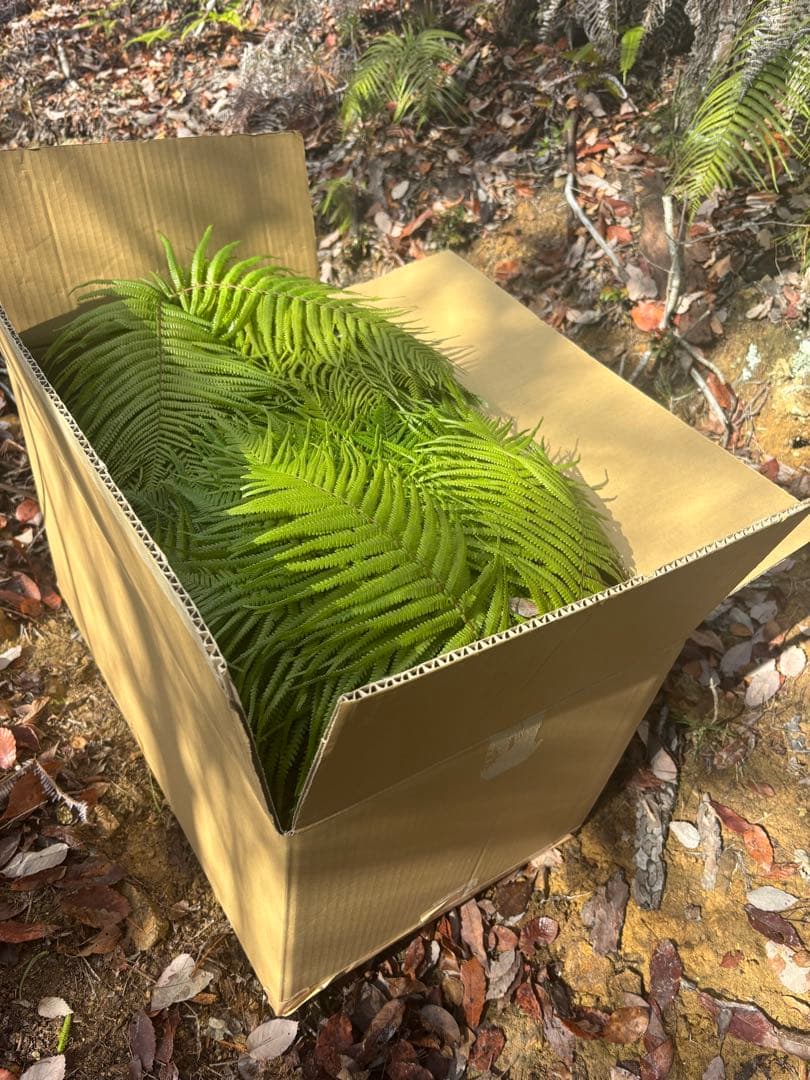 ウラジロ　エディブルフラワー　飾り葉