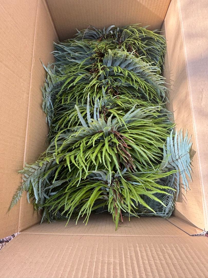 ウラジロ　エディブルフラワー　飾り葉