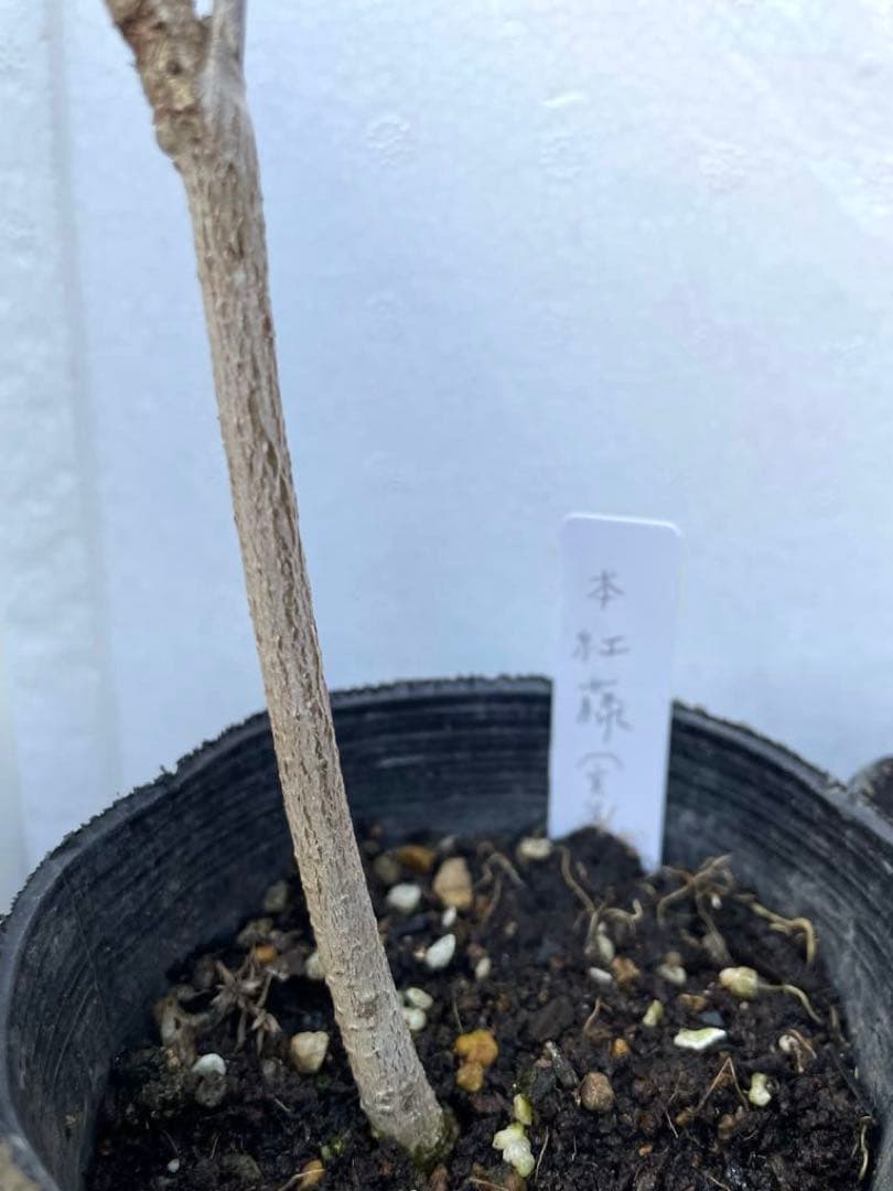 【BI】 藤ともみじ 8品