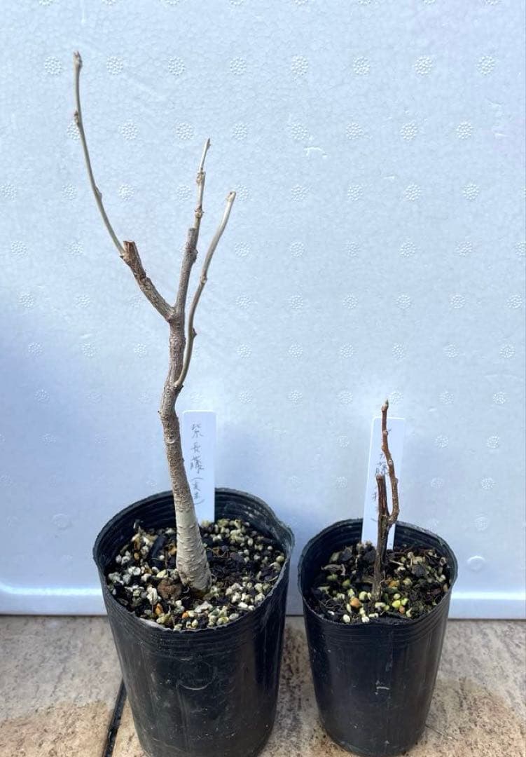 【BI】 藤ともみじ 8品