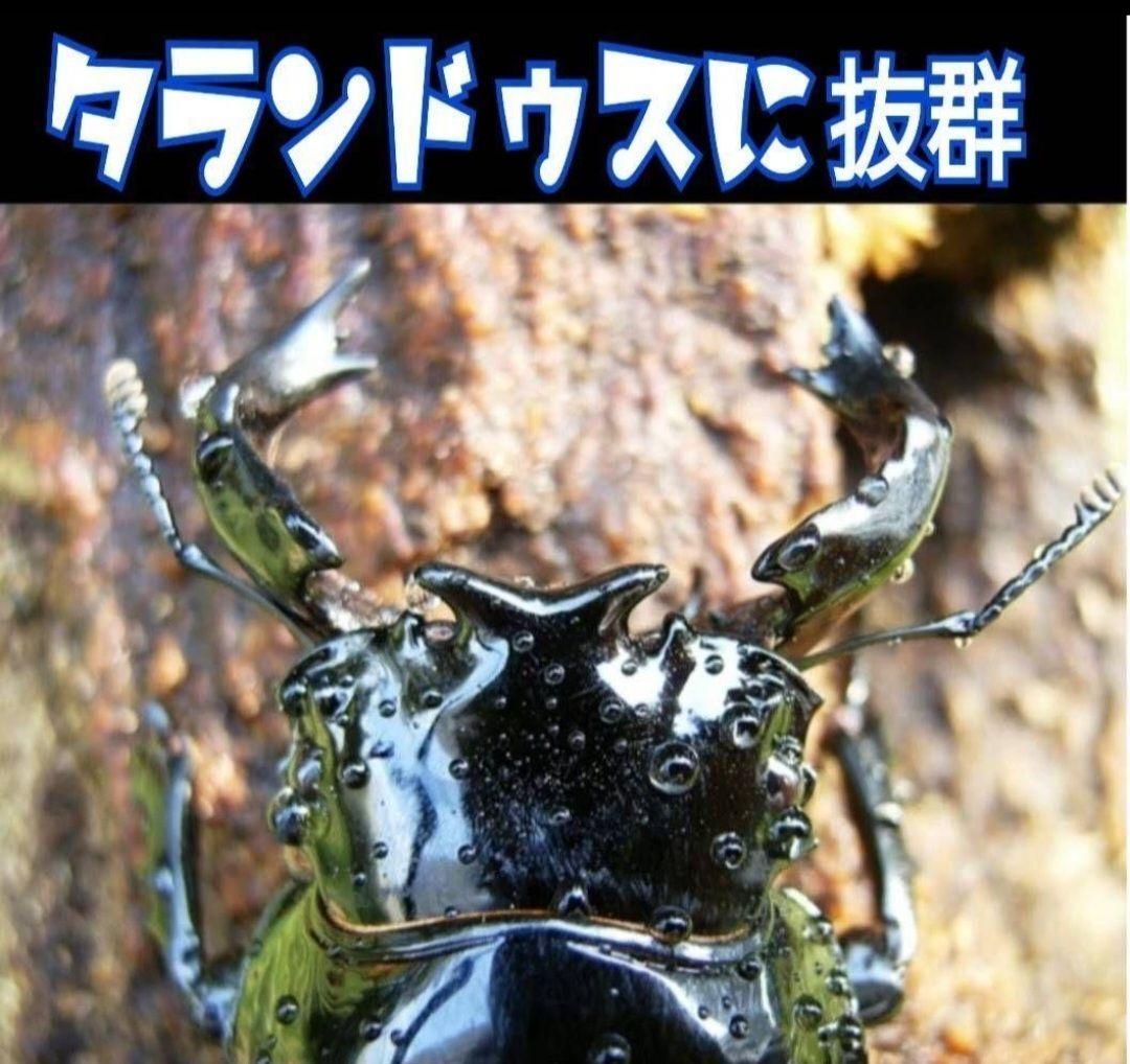 極上！カワラ菌糸瓶【6本】トレハロース、キトサン強化　タランドゥス　オウゴンオニ