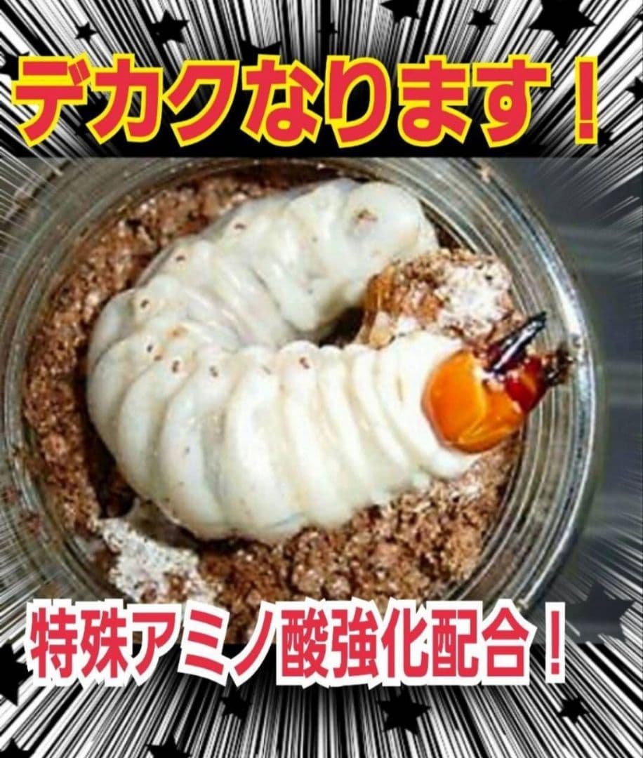 極上！カワラ菌糸瓶【6本】トレハロース、キトサン強化　タランドゥス　オウゴンオニ