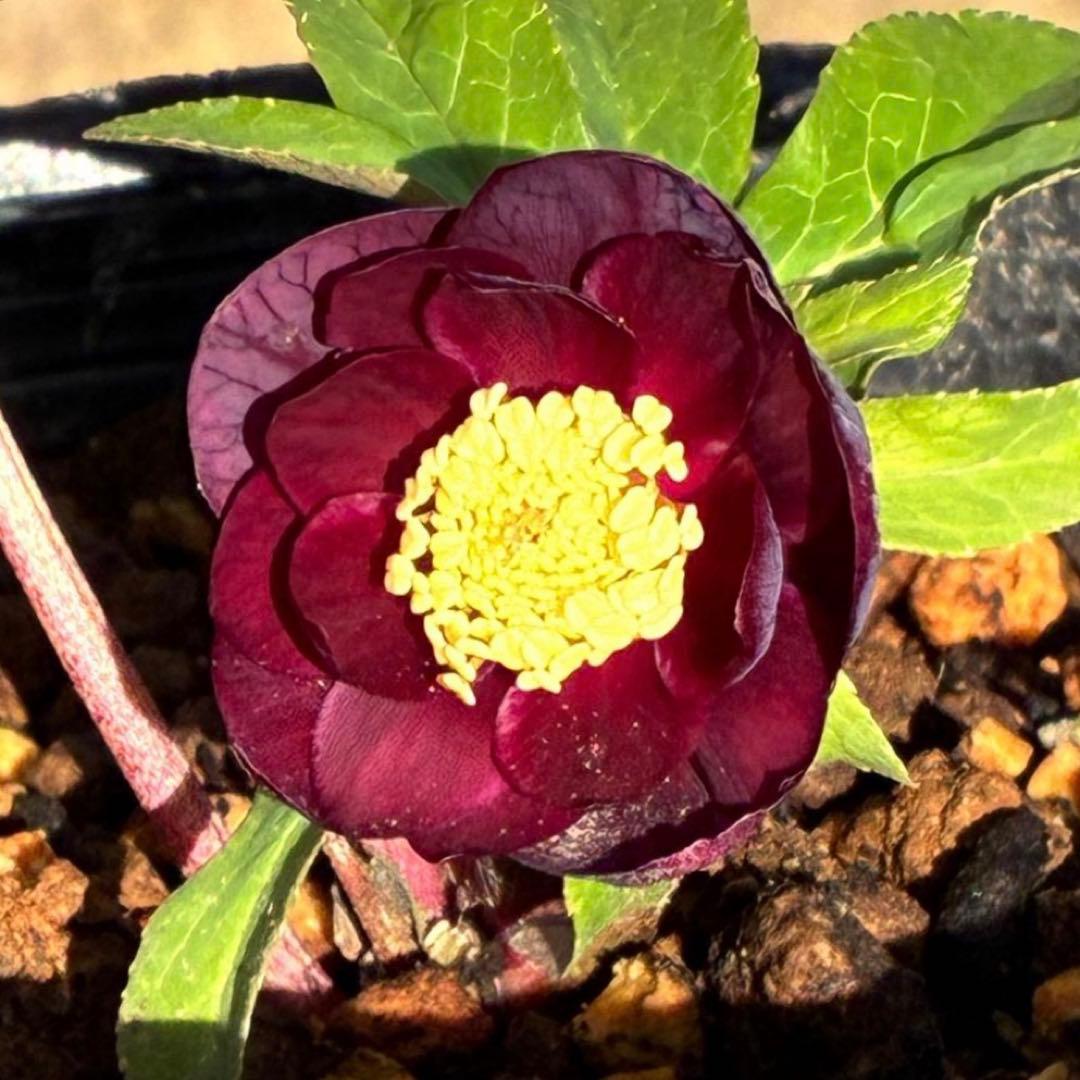 う*ん様 3427☘️花付き☘️⭐️コロコロ小輪⭐️紅赤オーレア⭐️コンパクト⭐