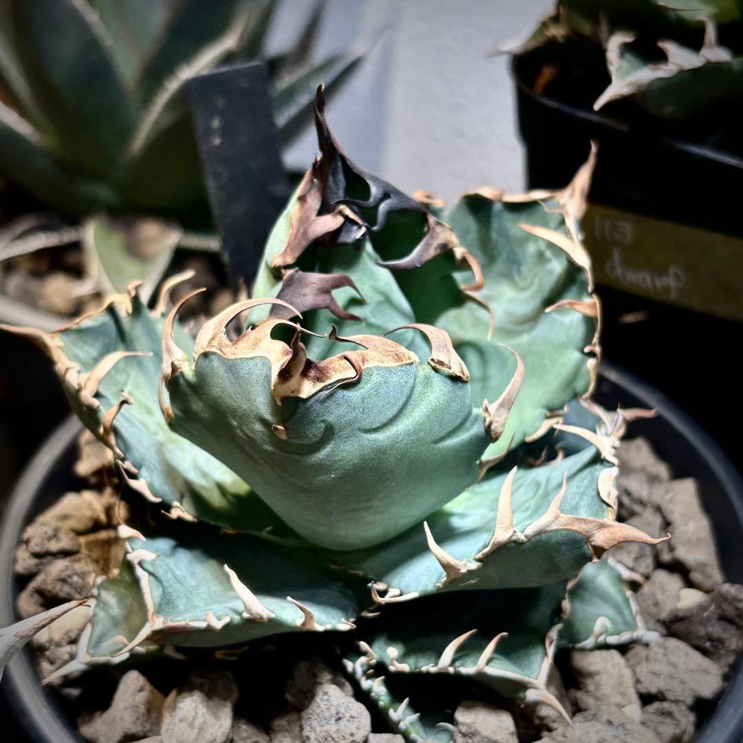 アガベ メキシコ産種子　オテロイ　実生　選抜