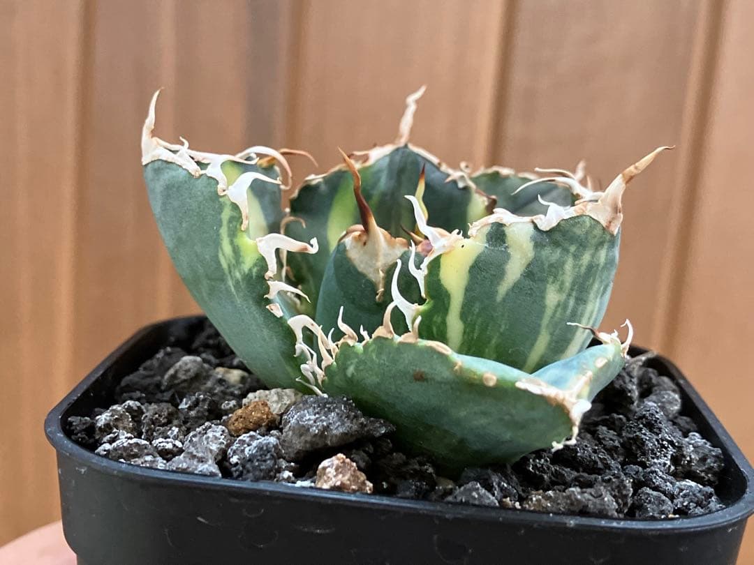 れ*★様 【初売りオークション】118 特大　アガベ　チタノタ　白鯨錦　縞斑　T