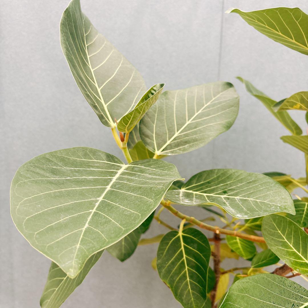 ［現品］【希少】F1 フィカス　グランディス　8号　観葉植物　室内　大型　レア