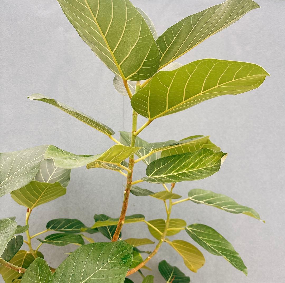 ［現品］【希少】F1 フィカス　グランディス　8号　観葉植物　室内　大型　レア