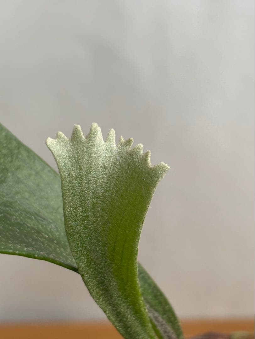 【特大】P. hillii×coronarium'Flamenco