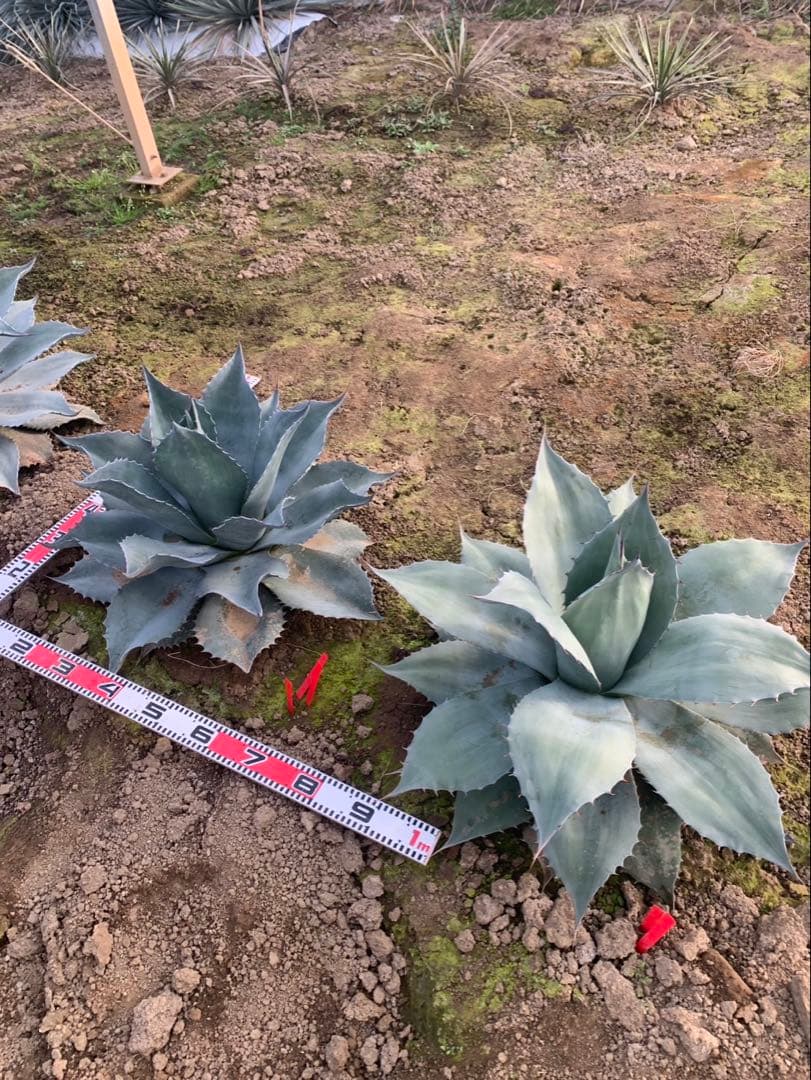 アガベ　オバティフォリア 実生　2