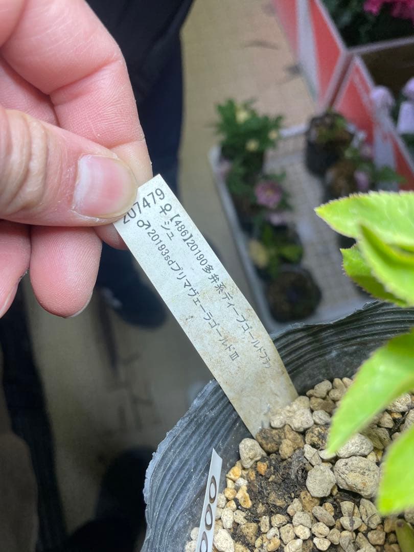 加藤農園 プリマヴェーラゴールド クリスマスローズ