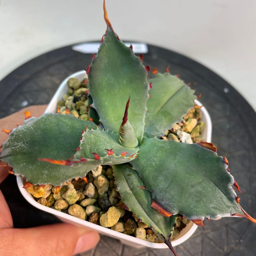 専用　アガベ　ハイブリッド　甲蟹×屈原の舞扇　特特選タイプ 曲棘　連棘　親株直子