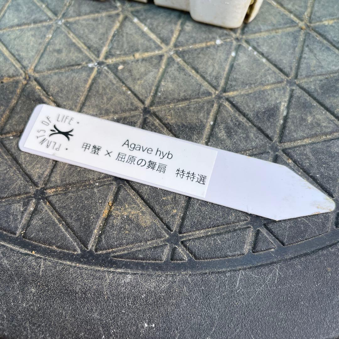 専用　アガベ　ハイブリッド　甲蟹×屈原の舞扇　特特選タイプ 曲棘　連棘　親株直子