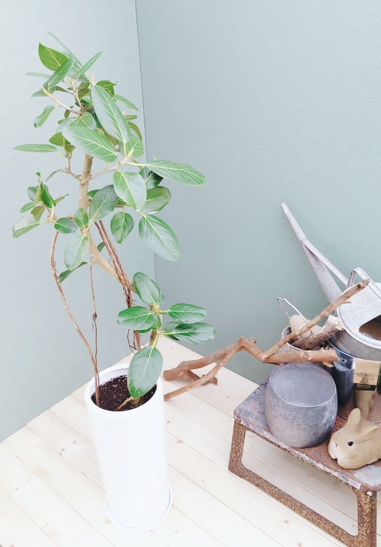 おしゃれな 根上がり 曲がりベンガレンシス 曲線スリム陶器７号