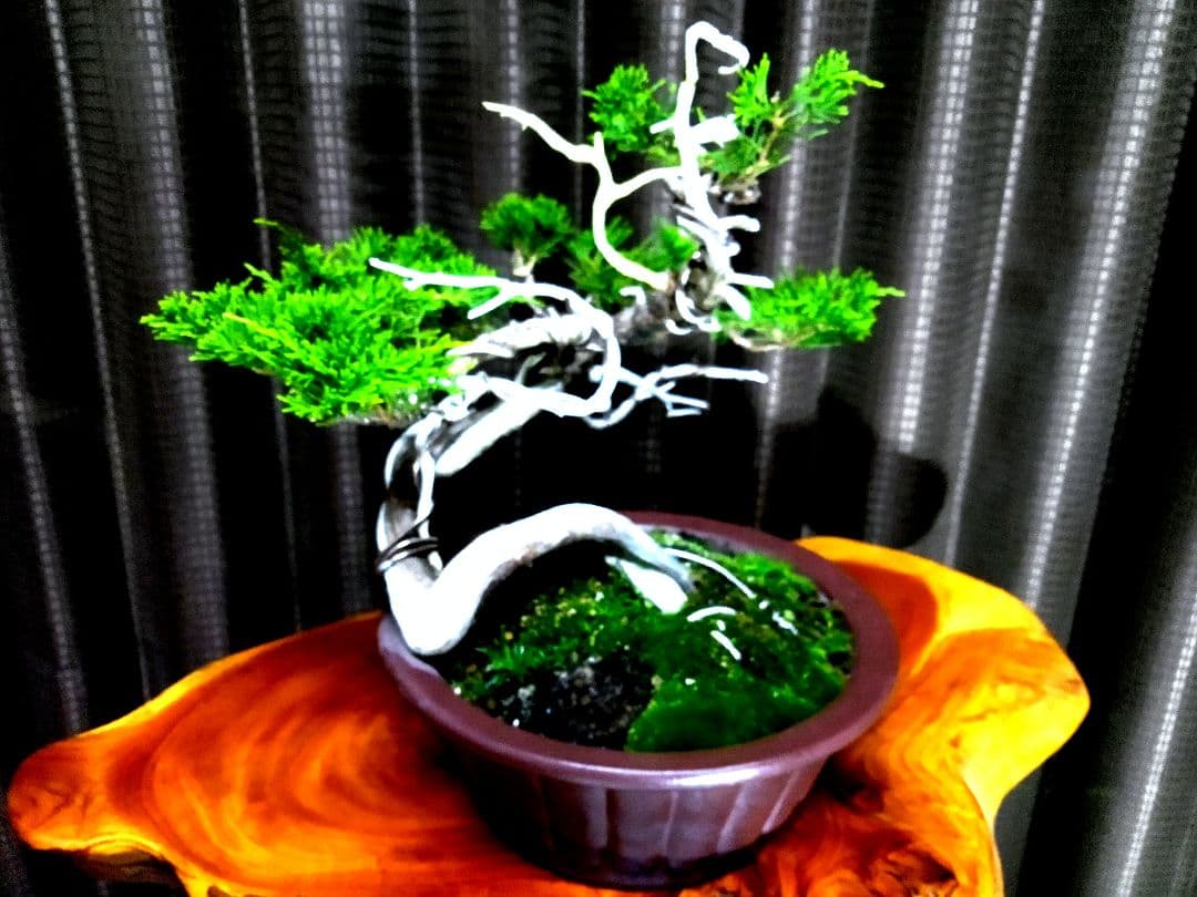 【山採り 糸魚川真柏盆栽】　　　　　　　　　⭕9枚目完成❗培養中…