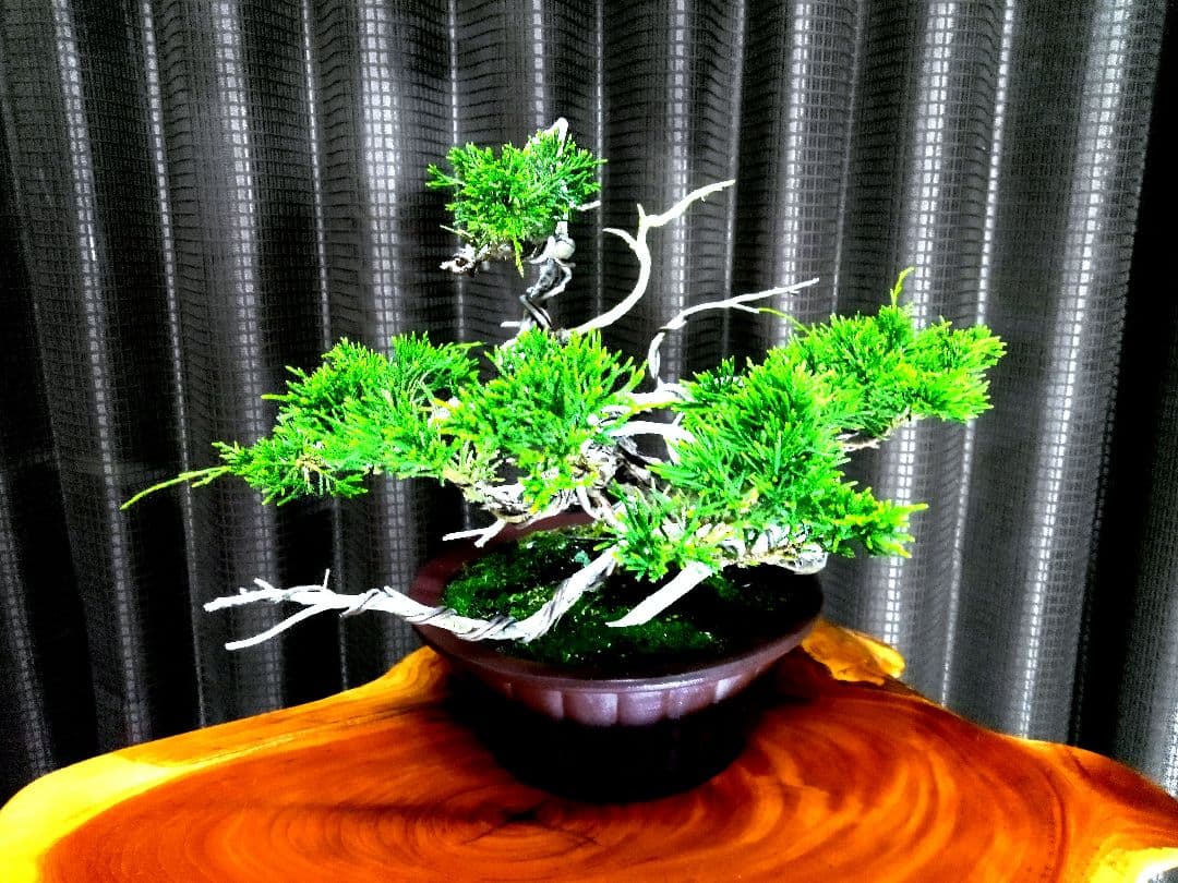 【山採り 糸魚川真柏盆栽】　　　　　　　　　⭕9枚目完成❗培養中…