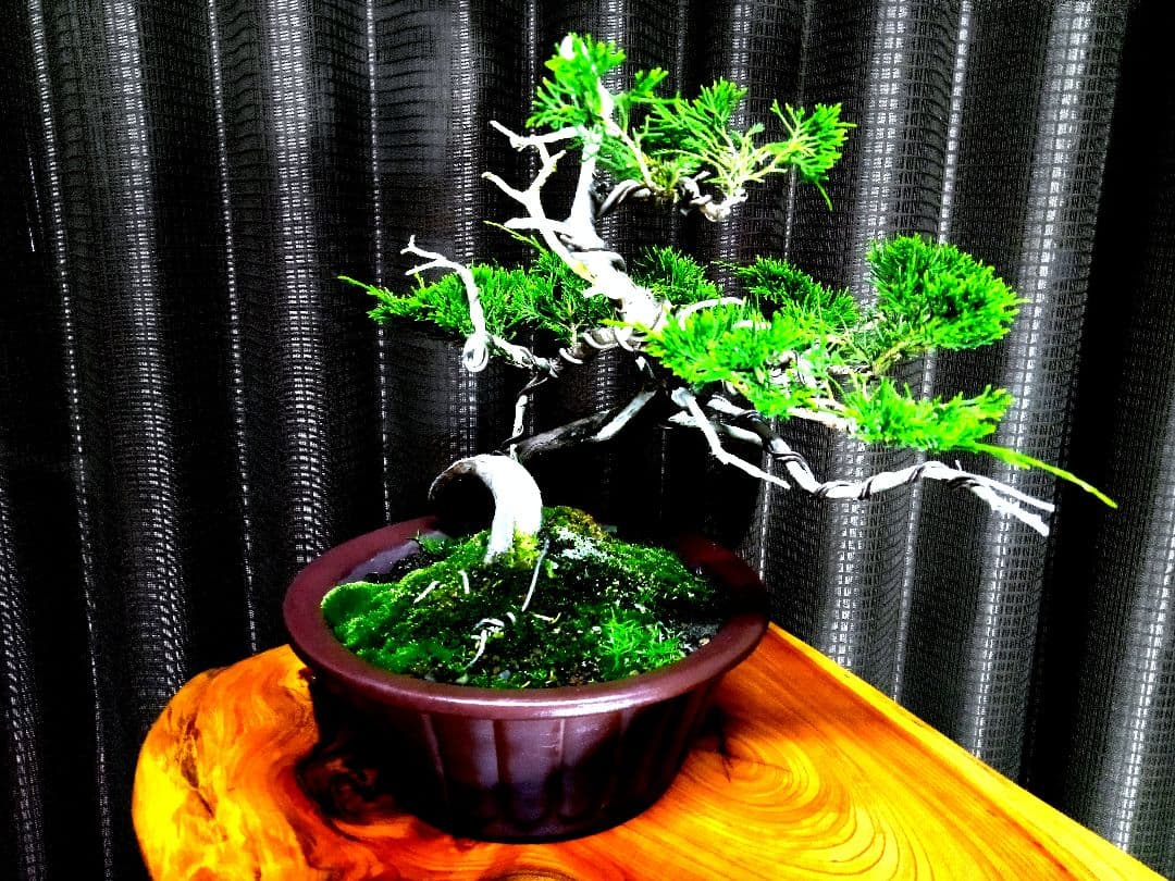 【山採り 糸魚川真柏盆栽】　　　　　　　　　⭕9枚目完成❗培養中…