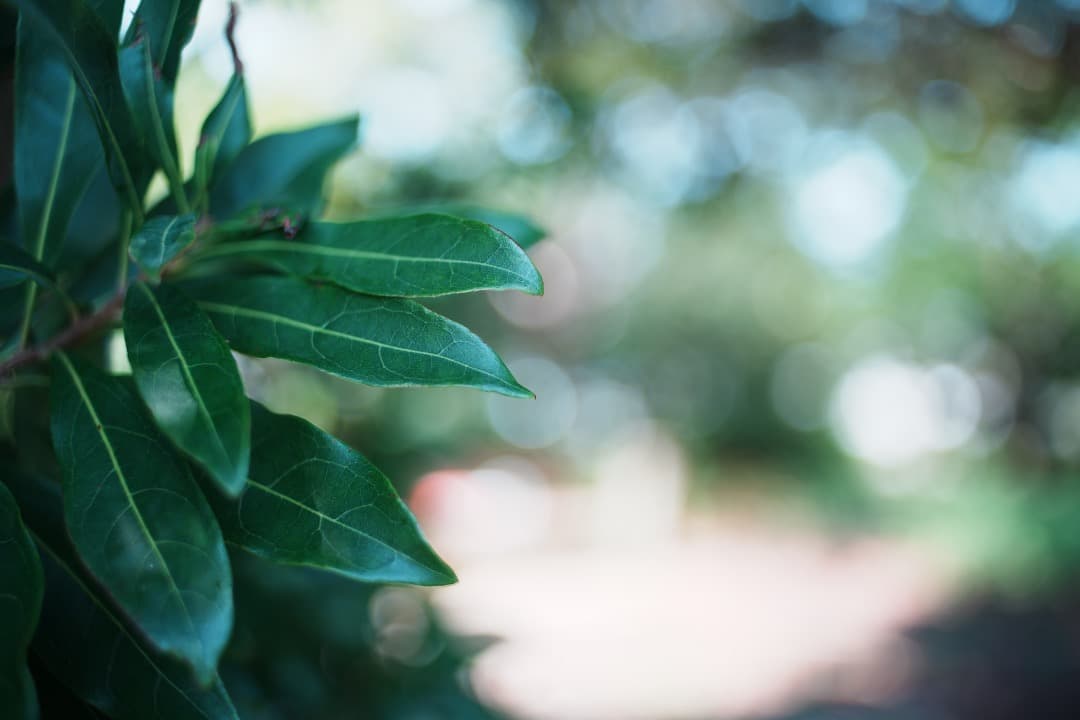 【整備＆テスト済】Nikon Ai Nikkor 35mm F2 ニコン 500