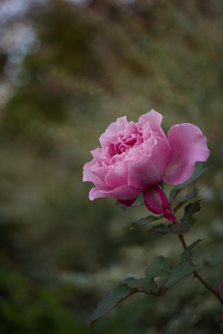 ぬれがらす様現代最小の標準！Elmar-M 50mm F2.8 E39