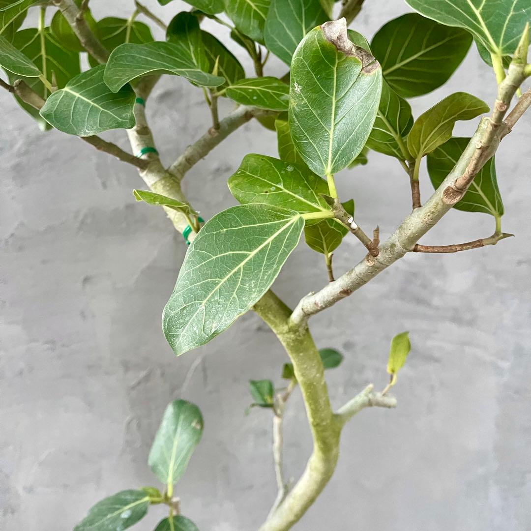 大型　フィカス　ベンガレンシス　オードリー　陶器鉢　植え込み発送