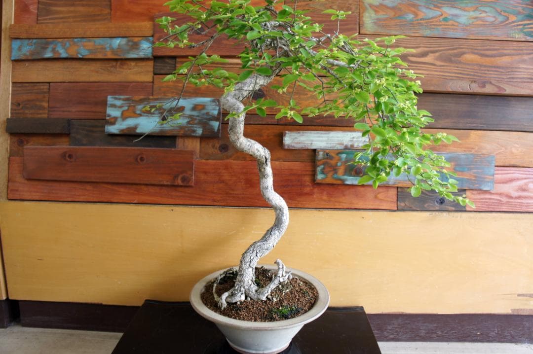 盆栽 『コマユミ』 紅葉 花 実 アート インテリア 送料無料 b193