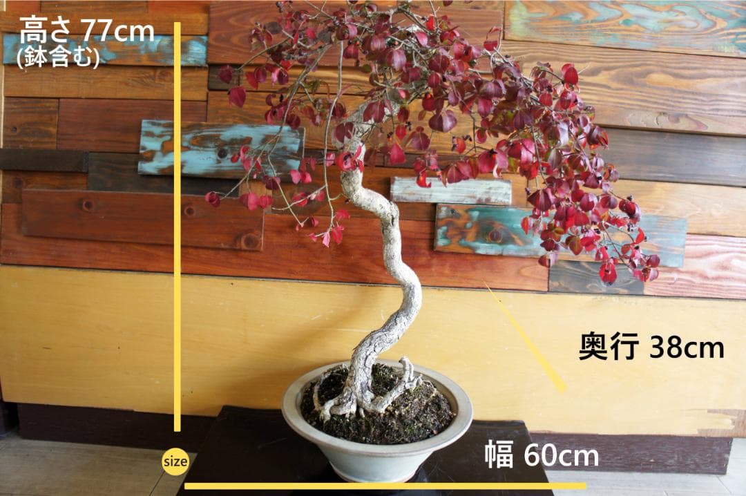 盆栽 『コマユミ』 紅葉 花 実 アート インテリア 送料無料 b193