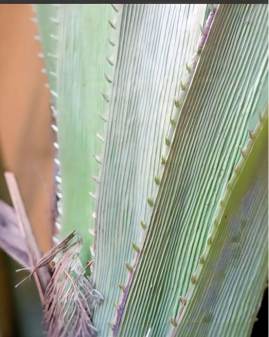 光触媒　人工観葉植物　ウォールグリーンフェイクグリーン　アカベテナータ160