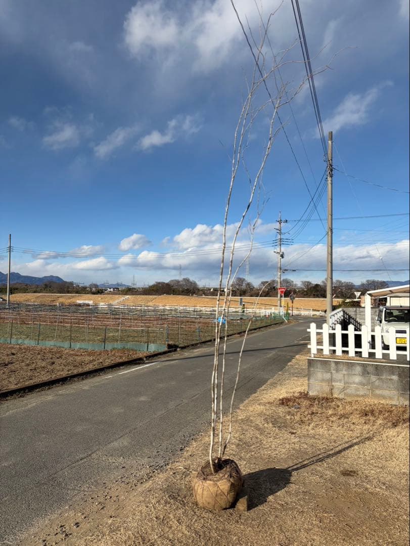 山採り アオダモ 自然樹形 株立ち 4本立ち