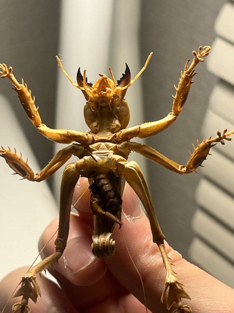 【成虫】マキバネコロギス 昆虫標本バッタ キリギリスコロギスリオック直翅類