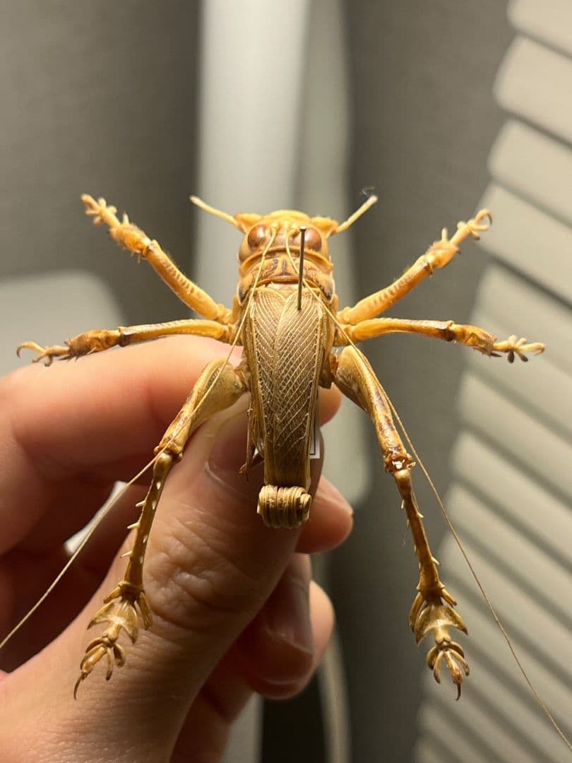 【成虫】マキバネコロギス 昆虫標本バッタ キリギリスコロギスリオック直翅類