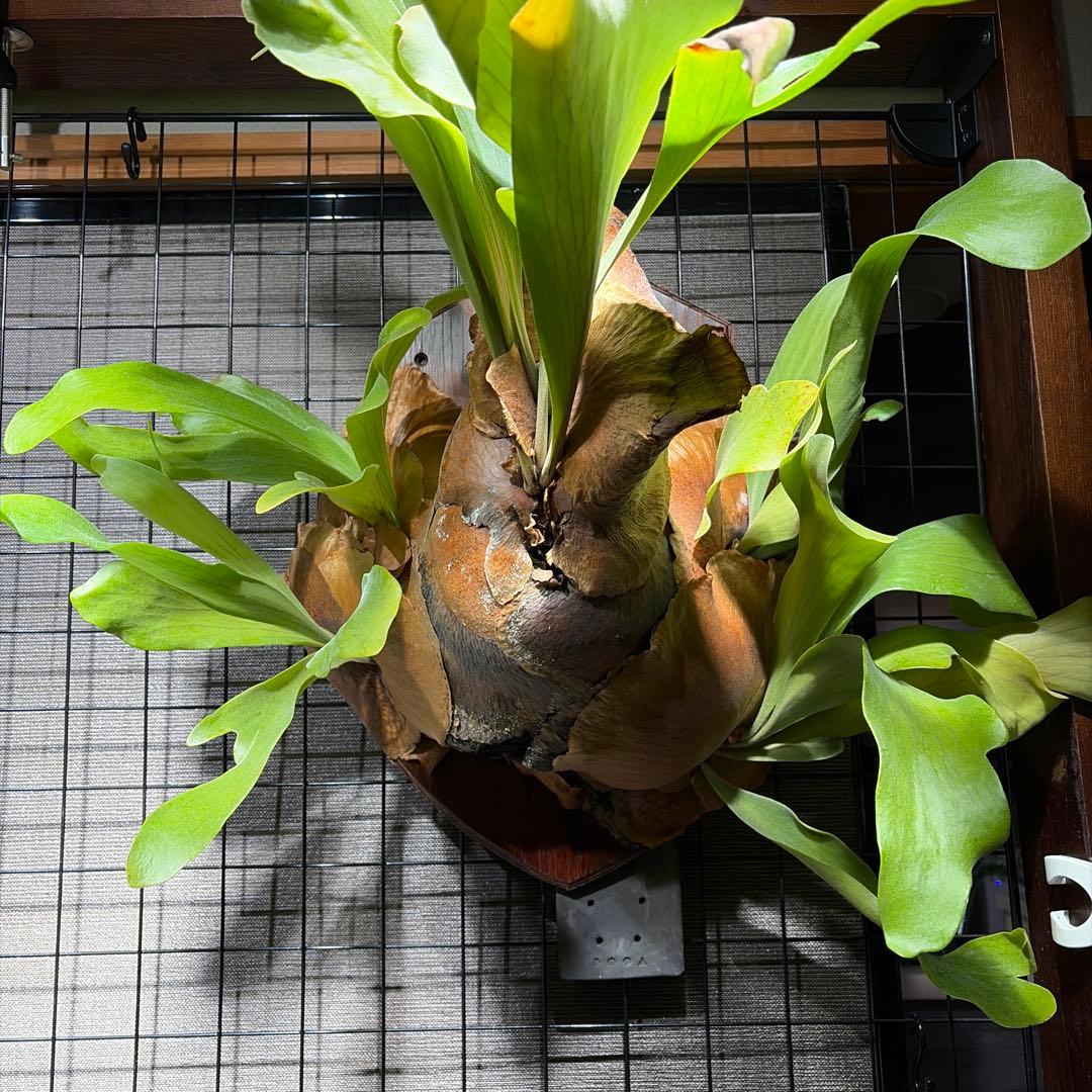 ビカクシダ　コウモリラン　ヒリー