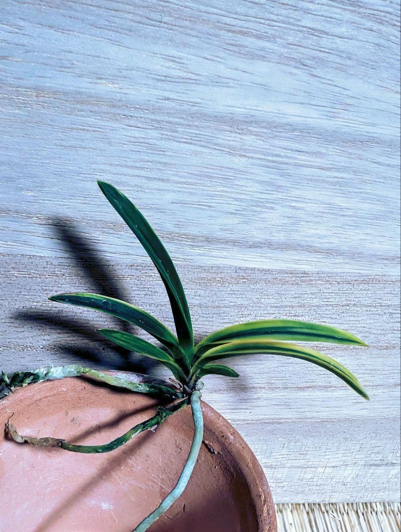 富貴蘭　カラス黒牡丹縞（関東で人気の希少黒牡丹）