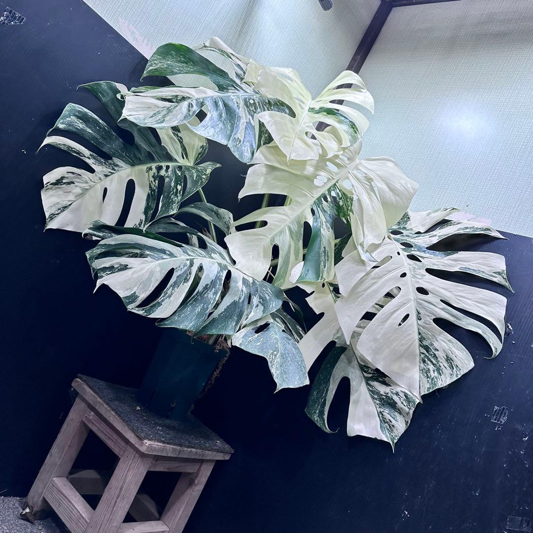斑入りモンステラ ホワイトタイガー極美大株86cm白斑多