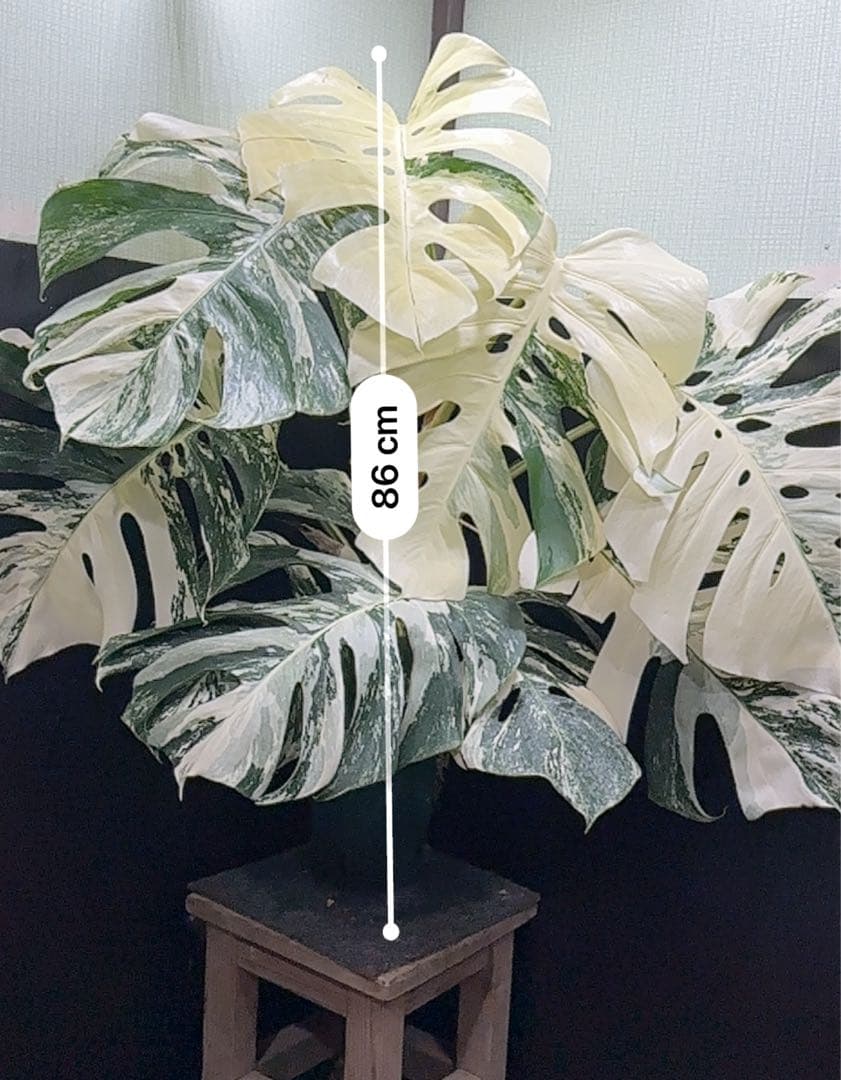斑入りモンステラ ホワイトタイガー極美大株86cm白斑多