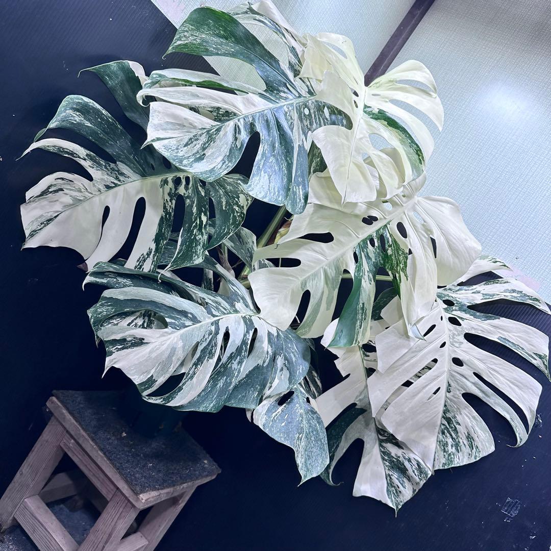 斑入りモンステラ ホワイトタイガー極美大株86cm白斑多