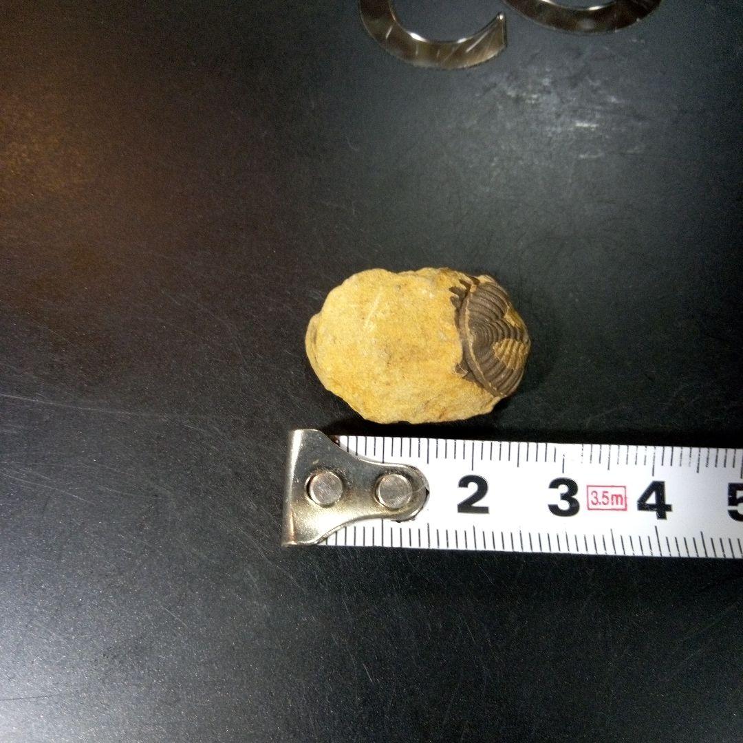 三葉虫　化石　fossil　ボリビア産　トライロバイト　Fossil番号⑧