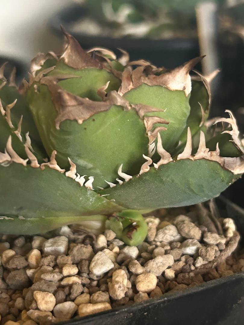 クラウン　皇冠　子株二つ付き