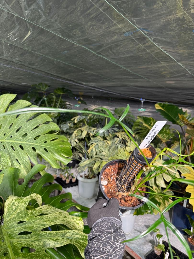 ハ*ク様 1 フィロデンドロン ポリポディオイデス　鉢モスポール付き